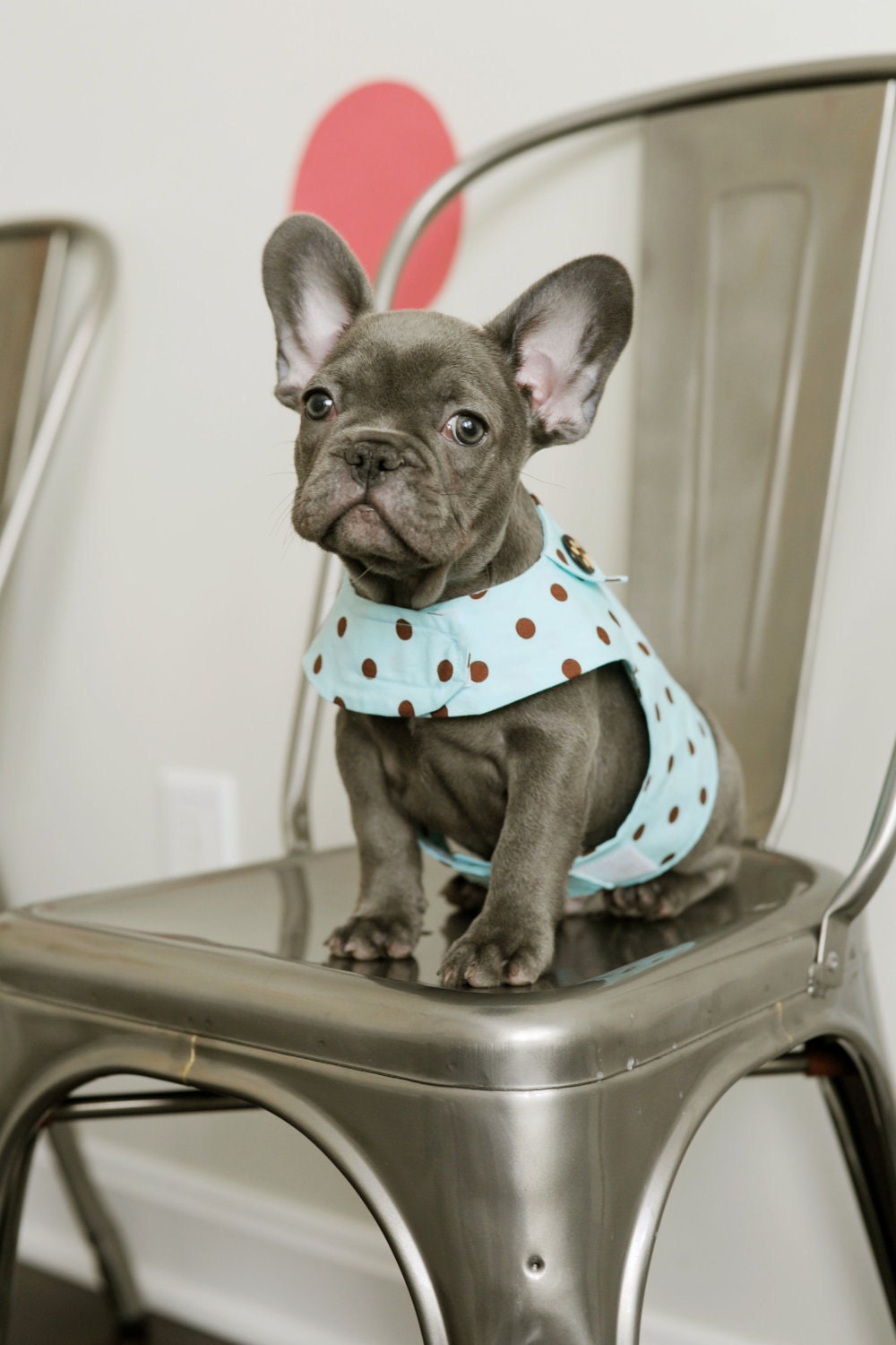 Blue Polka Dot  Dog Cat  Harness Vest with Collar for Boy or Girl