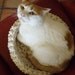 Regular Cuna - Crocheted Cotton Cat Bed (Regular Size 15")