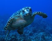 Sea Turtle Art Print of Friendly Turtle Nautical Decor 4x6 Photograph