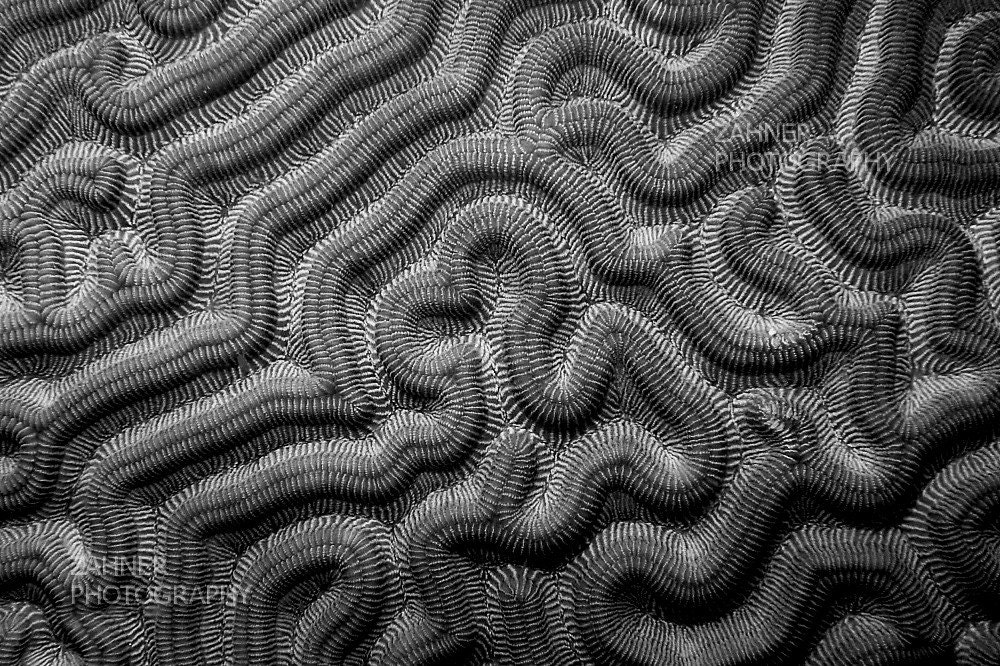 Monochrome Art Black and White Home Decor Coral Labyrinth 2 8x12 Underwater Photography Nautical Decor Print Masculine