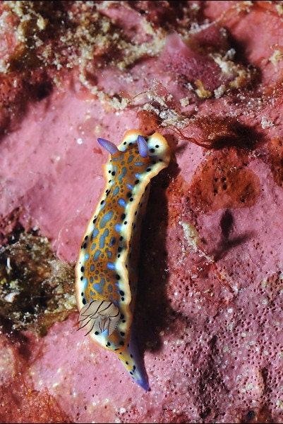 Nudibranch - Flamboyant Colorful Sea Slug 4x6 Underwater Photograph
