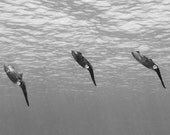 Three Reef Squid Black and White 4x6 Nautical Decor Underwater Photograph