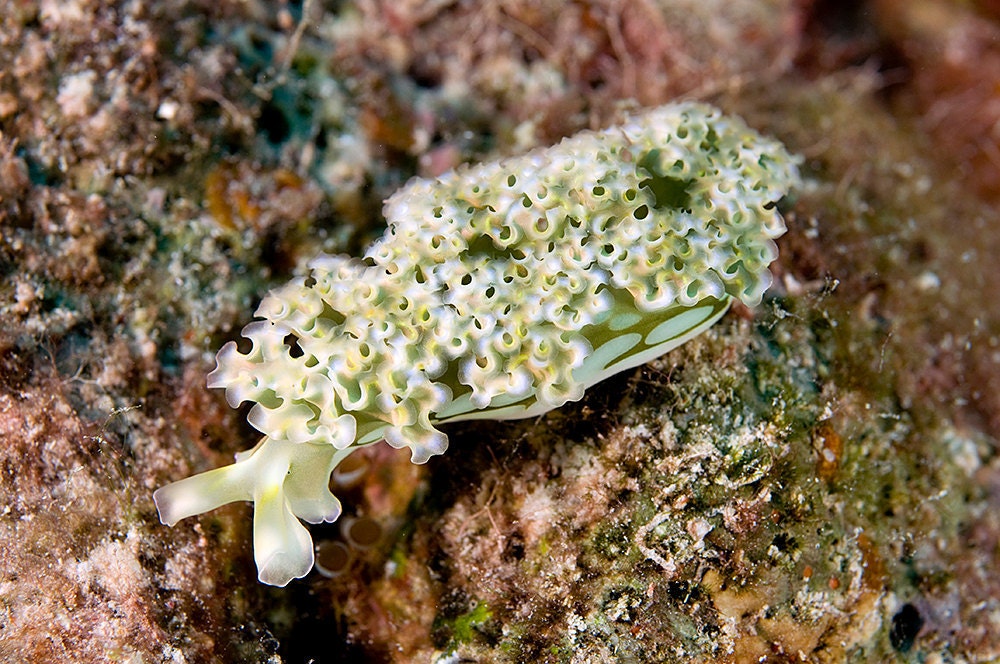 White and Green Lettuce Nudibranch Underwater Photograph   Science Biology Print