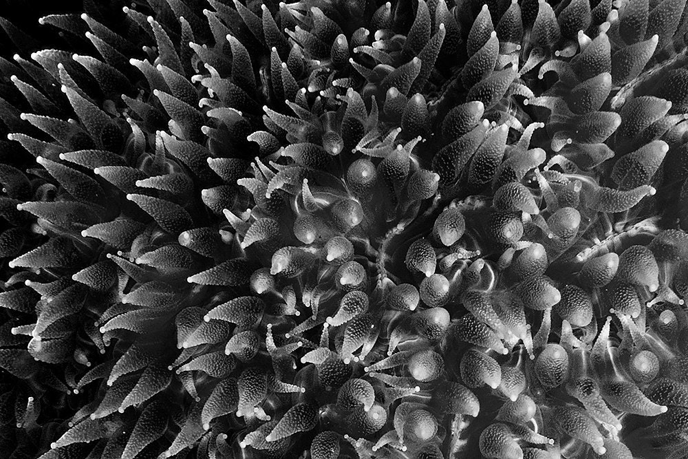 Black and White Home Decor Coral Tentacles Abstract Underwater Photograph Nautical Decor
