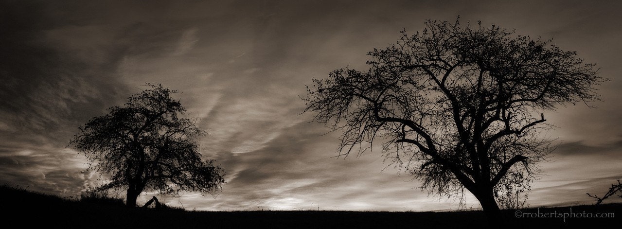 Apple Tree Photograph Panorama Sepia Silhouette Dramatic Sunrise 11x30 Photograph - rrobertsphoto