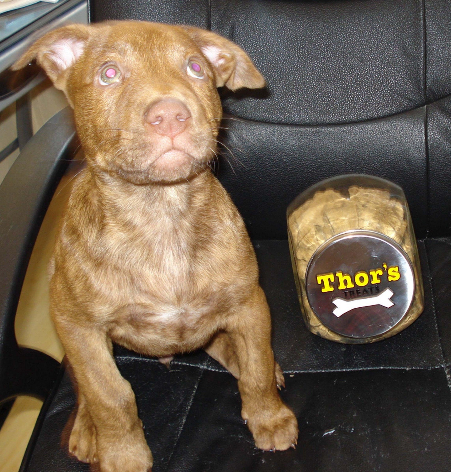 Personalized Custom Glass Pet Cat or Dog Treat Tilt Jar perfect for puppies too