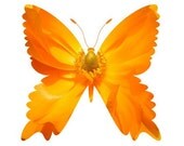 Orange Ranunculus Butterfly photo print