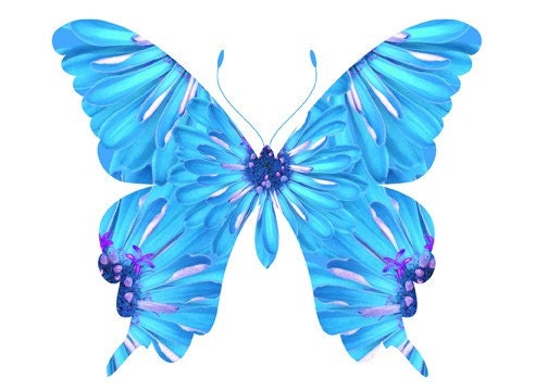 Blue Zinnia Butterfly photo print