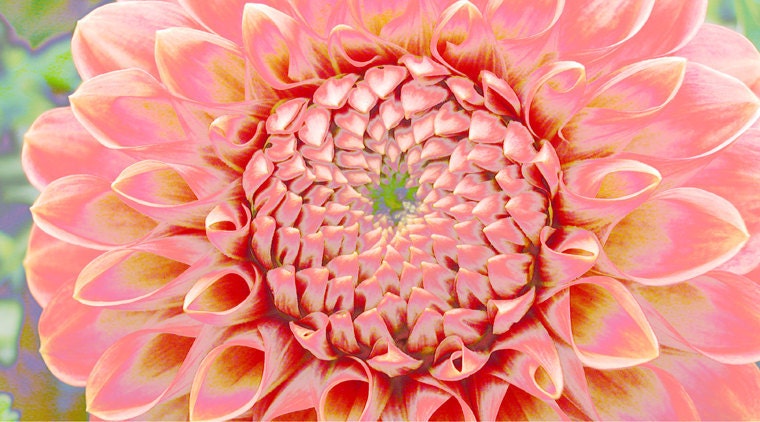 Dahlia Burst 9 x 5 print