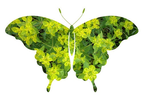 Emerald Green Butterfly photo print