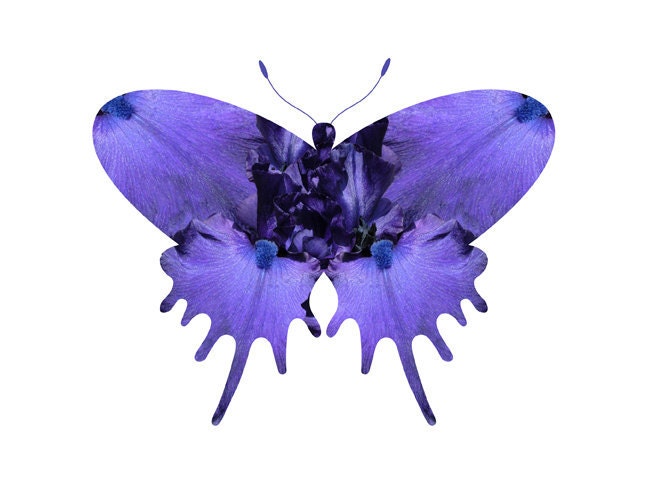 Amethyst Iris Butterfly photo print