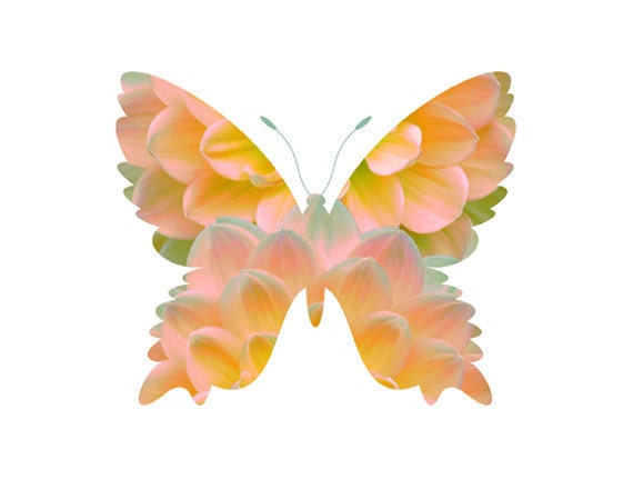 Sunrise Dahlia Butterfly photo print