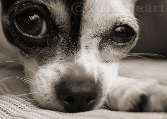 Chihuahua Dog Photography Art Black & White Sepia Print Photo