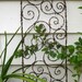 Bodacious Barbed Wire Trellis Bristling With Spiky Spirals