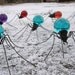 Two Beautiful Sky Blue Spiders