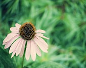 Cone Flower - 5x7 Fine Art Photography by Around the Island Photography