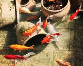 Koi Fish Pond - Red Orange Yellow Fish - Made in Israel - 5x7 Nature Photograph