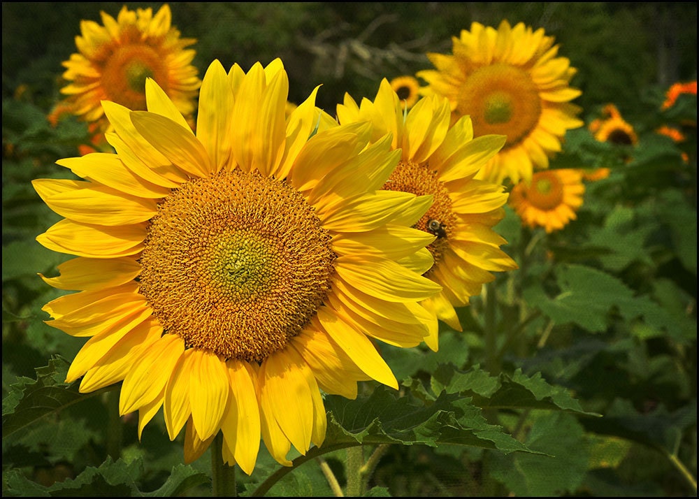 Golden Yellow Flower Photograph - Sunflower - Sunshine on a Stalk - Fine Art Photograph Home Decor