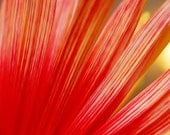 Reach for the Sun - Red Yellow Orange Firework Chrysanthemum Petals 5x7 Fine Art Photograph