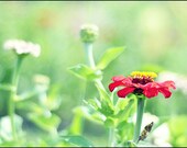 Red & Yellow Zinnia Flower Photography - Something I Saw in a Dream - Fine Art 5x7 Photograph