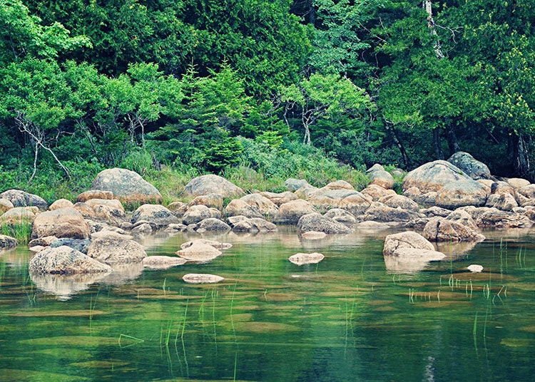 Lake Art - Forest Green - Nature Photography - Acadia Maine - Cottage Decor