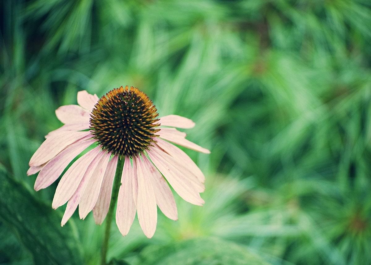 Cone Flower - 5x7 Fine Art Photography by Around the Island Photography