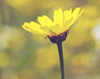 Yellow Daisy - Spring Wildflower - Dreamy Photography - 5x7 Fine Art Photo - Sunshine Daydream