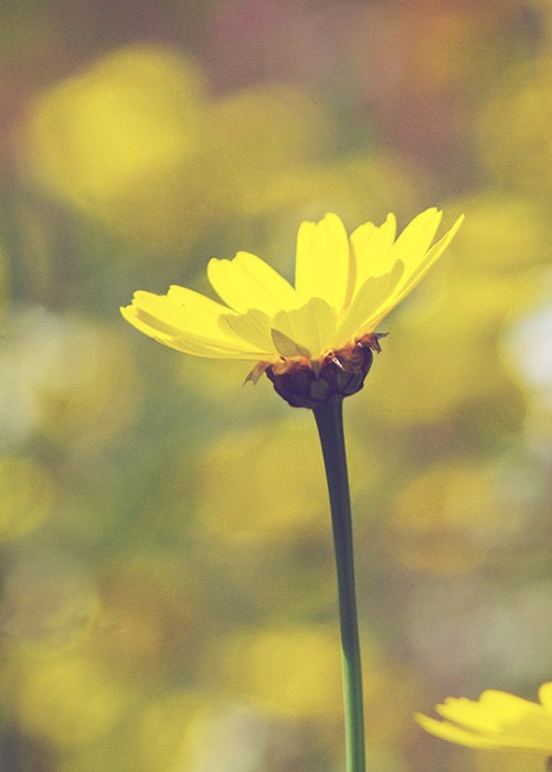 Yellow Daisy - Spring Wildflower - Dreamy Photography - 5x7 Fine Art Photo - Sunshine Daydream