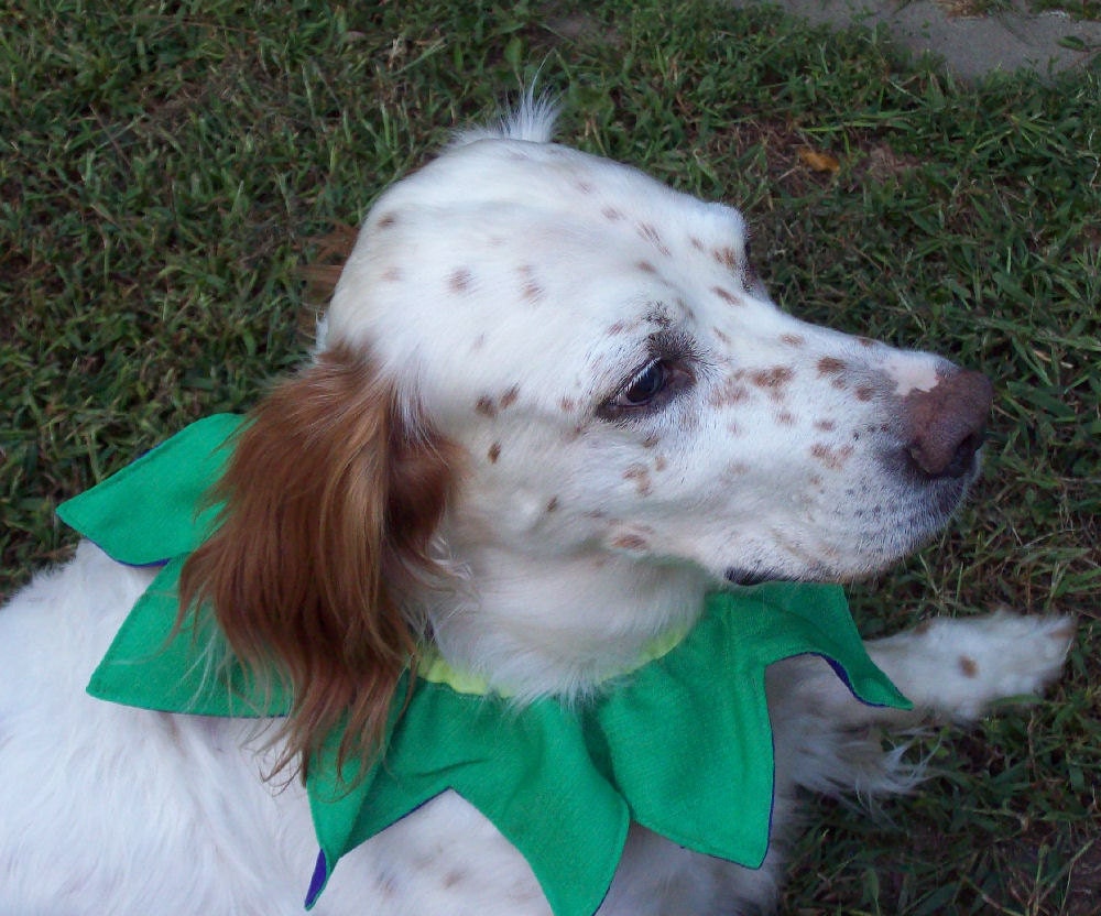 Jester Dog Costume collar in Green and Purple