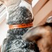 READY to SHIP - Leather Dog Collar - Bark Like No One Is Listening - MEDIUM - fits neck sizes from 16 to 20 inches