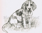 Vintage PUPPY Pencil Sketch Print, 'The Age of Innocence', Beautifully Illustrated, Adorable, K.F. Barker, Floppy Ears, So Cute