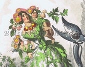 GRANDVILLE Botanical Vintage Print 'Aubepine', Beautifully Illustrated, Necklace of Berries, Playful, Whimsical, Adorable