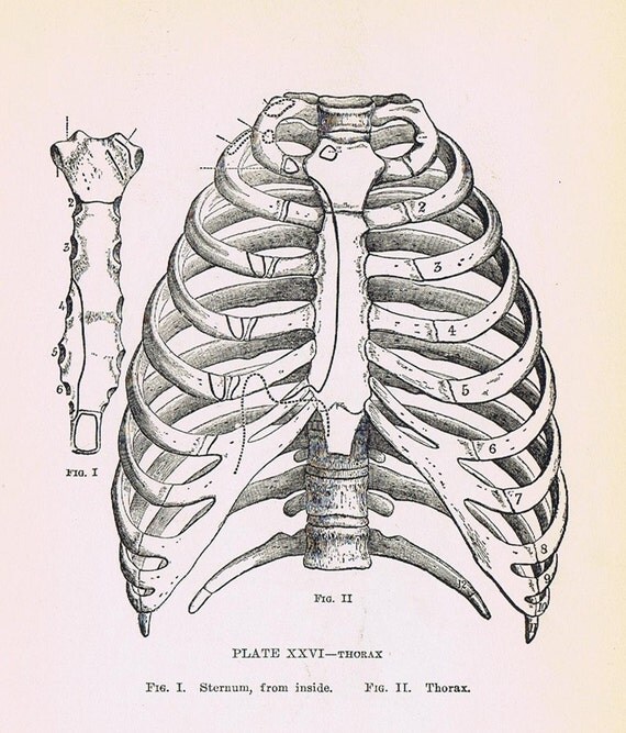 1919 Human ANATOMY Print Pl XXVI 'Thorax and by BlastsFromThePast