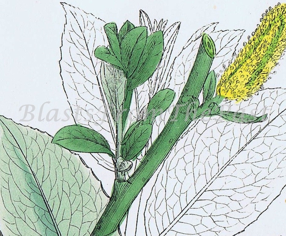 1901 English Botany Chromolithograph No. 1354 'Salex Nigricans' (Dark leaved Sallow), Perfect for Framing in a Gallery Grouping, Lovely