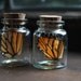 Butterfly Wing necklace - natural history, jar, specimen, modern