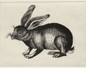 Young Kothen Hare