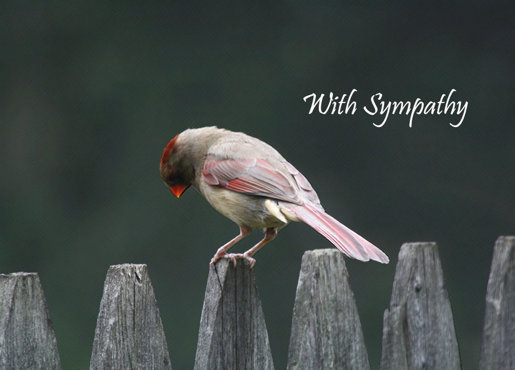Sympathy card -  With sympathy card - Sad cardinal bird greeting card (Ready to ship) 012SY