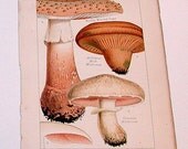 Vintage 1894 Mushroom Print Book Plate - Plate 1