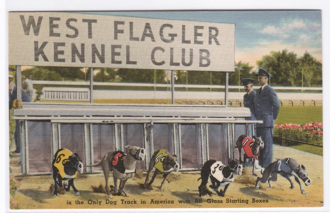Dog Racing Track