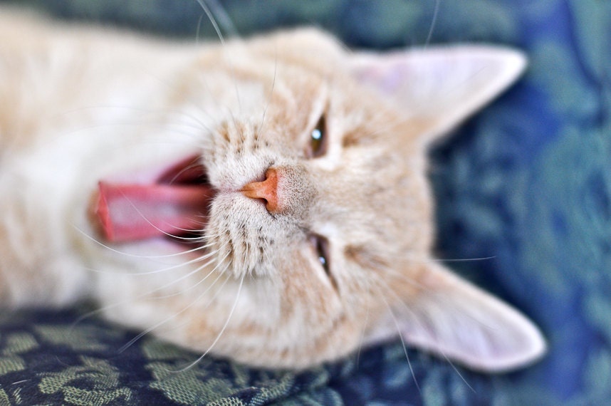 Kitty cat Photography child meow blue fur yawn kitty tired sleepy pink tongue girls decor - Mid afternoon doldrums - fine art photograph - brandMOJOimages