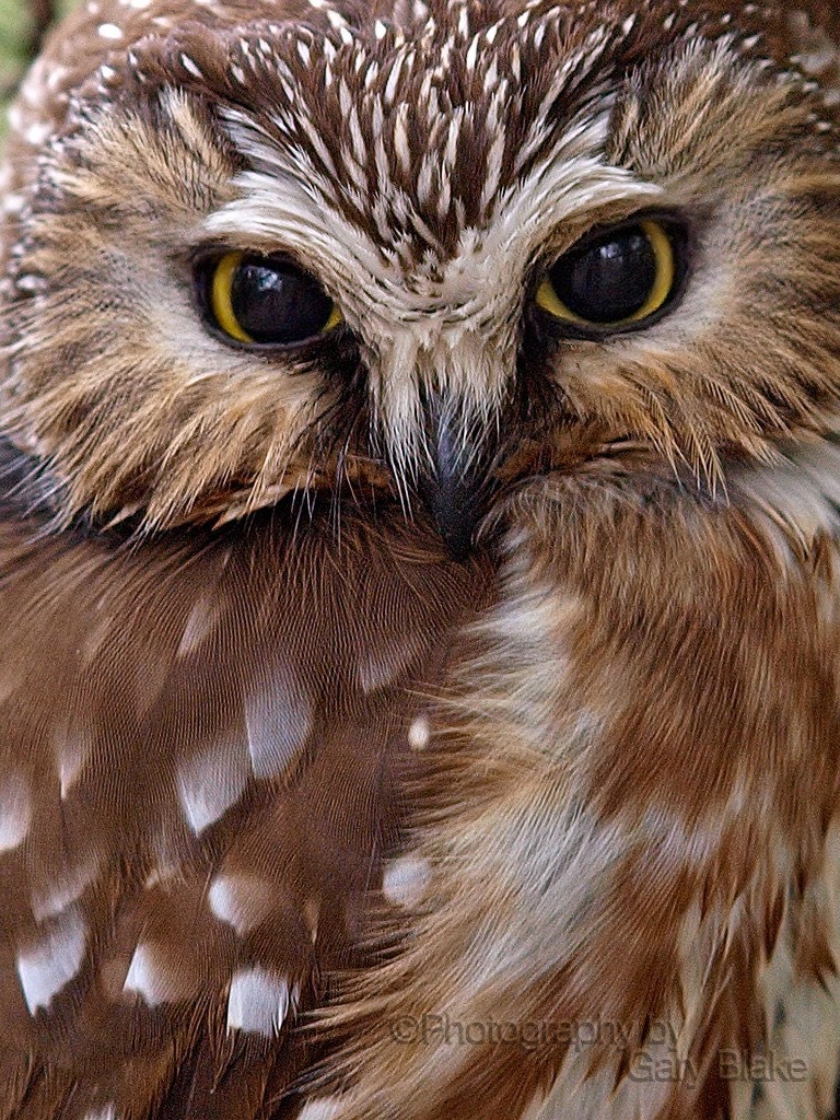 Northern Saw-whet owl, 8x10 unframed print