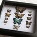 Cabinet of Curiosities Specimen no. 2 -The Moth Eye Flies - original 3D insect paintings by Mab Graves