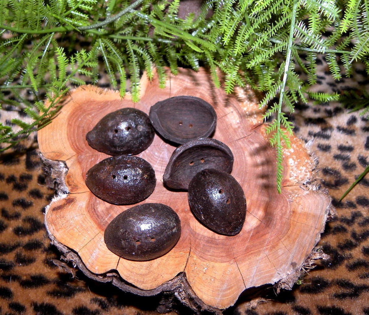 Hickory Nut Toggle Buttons- Set of 6 Beautiful Nut Buttons for sweaters lamps and more