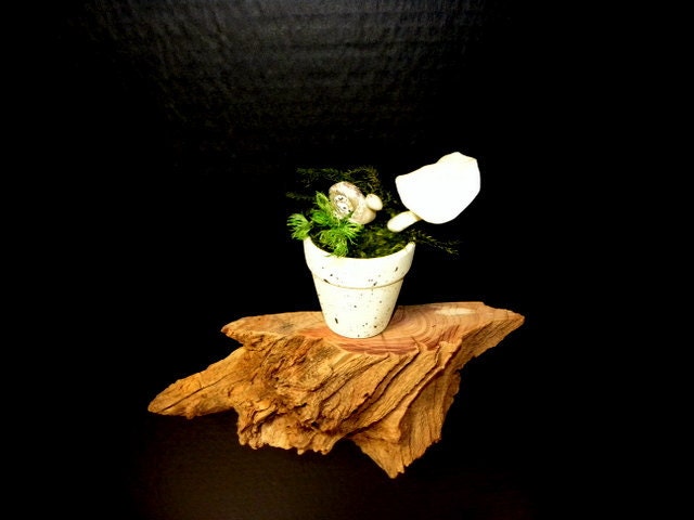 Sculpted by Mother Nature this wooden driftwood Wall shelf