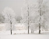 Winter Trees - set of 2 fine art prints 8 x 10 - artbymagic