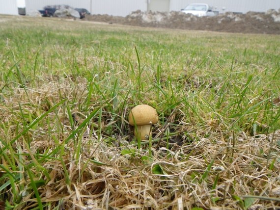 Mushroom Nano Micro Cache Geocache geocaching Container