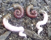 THE ORIGINAL Earthworm fake gauge earring