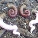 Earthworm fake gauge earring