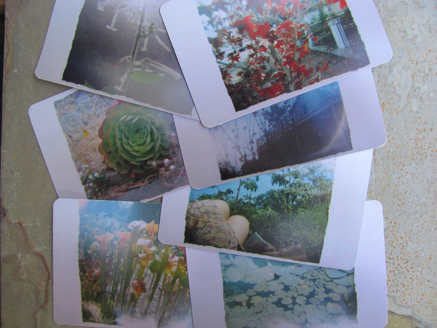 Botanical Nostalgia- 120 Holga Photograph -Set of Seven Postcards