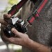 Classy Camera Strap